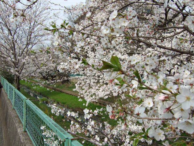 住吉周辺の桜 1