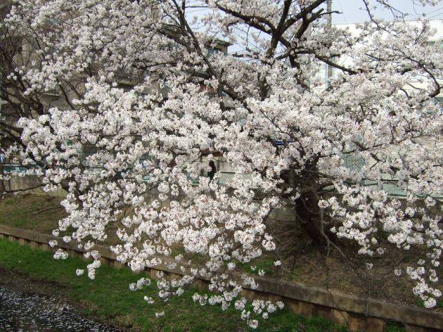 住吉周辺の桜 2