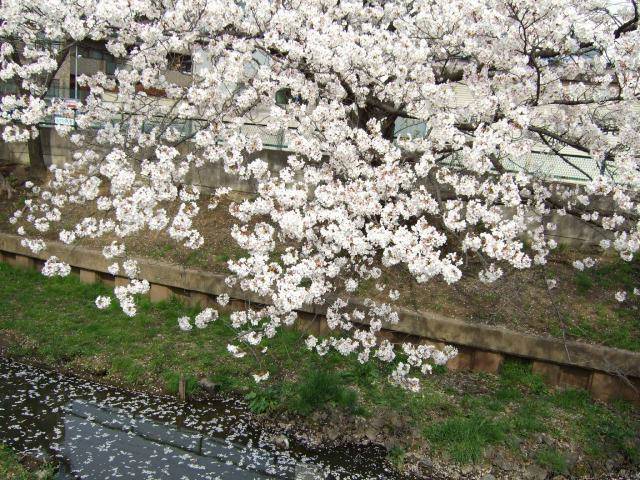 住吉周辺の桜 3