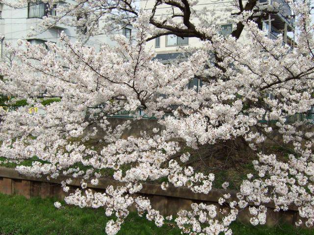住吉周辺の桜 4