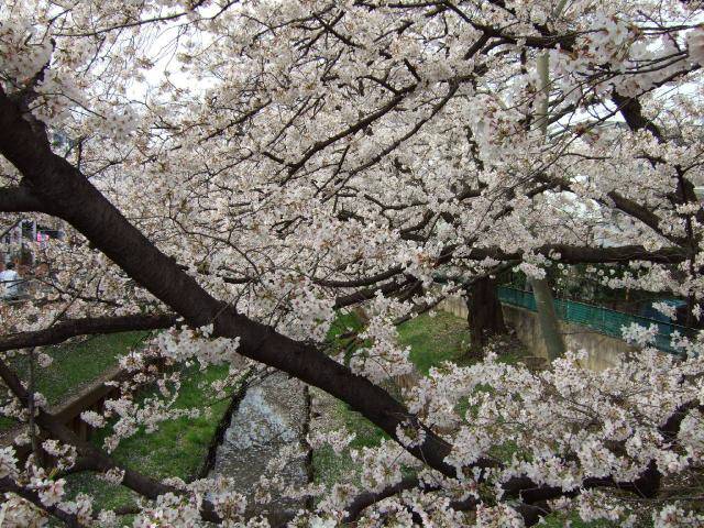 住吉周辺の桜 5
