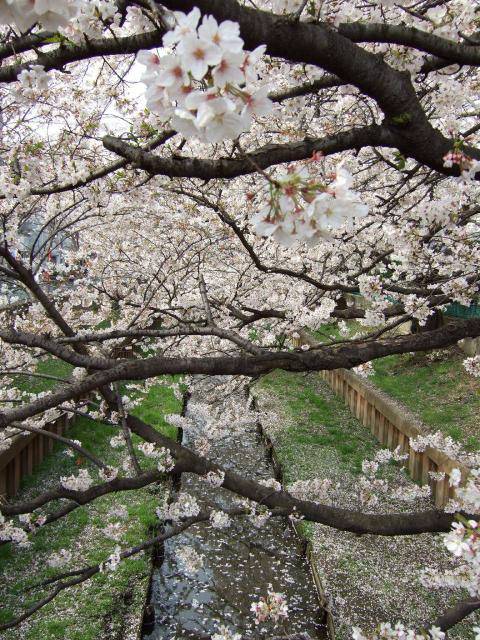 住吉周辺の桜 6