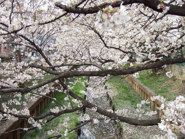 住吉周辺の桜 8
