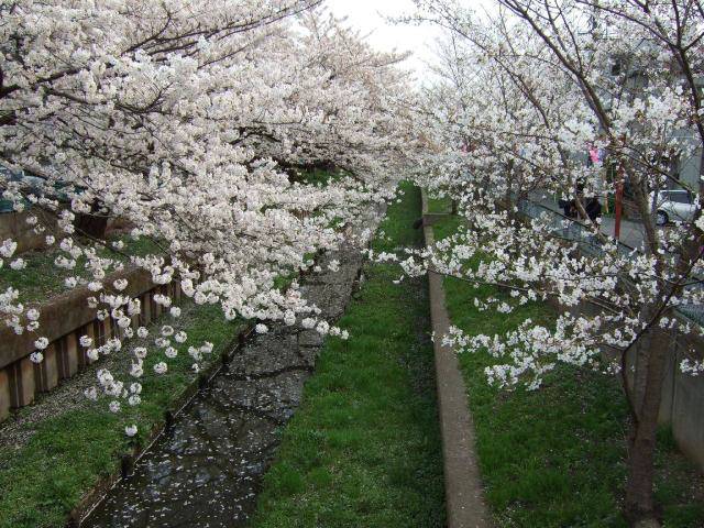 住吉周辺の桜 9