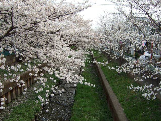 住吉周辺の桜 10