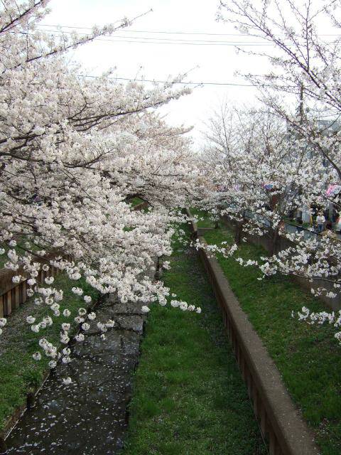 住吉周辺の桜 11