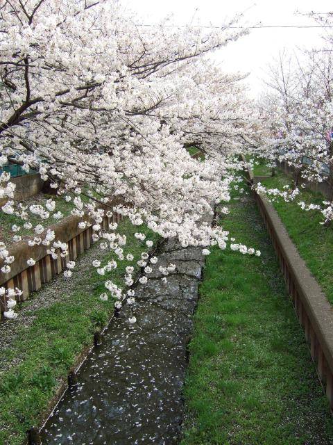 住吉周辺の桜 12