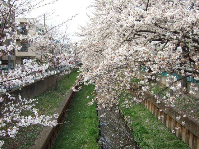 住吉周辺の桜 13