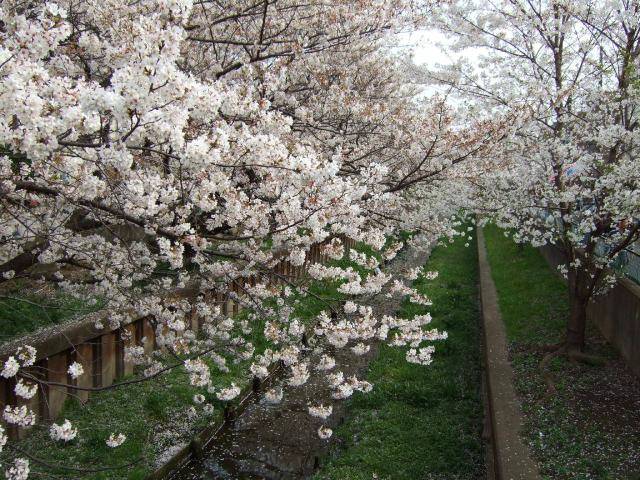 住吉周辺の桜 14