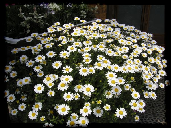 In The Garden 2 4