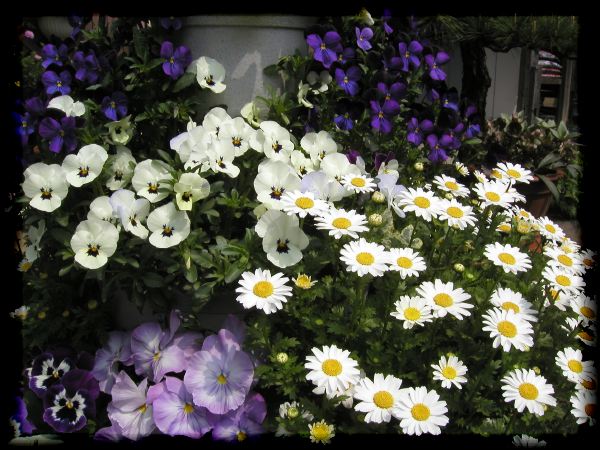 In The Garden 2 5