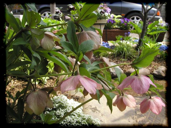 In The Garden 2 6