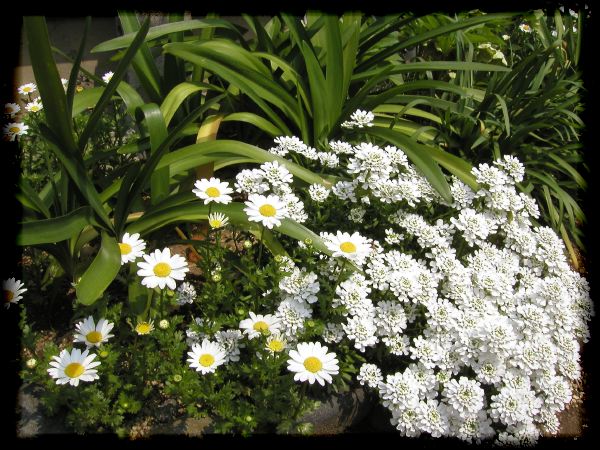 In The Garden 2 9