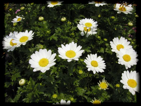 In The Garden 2 11