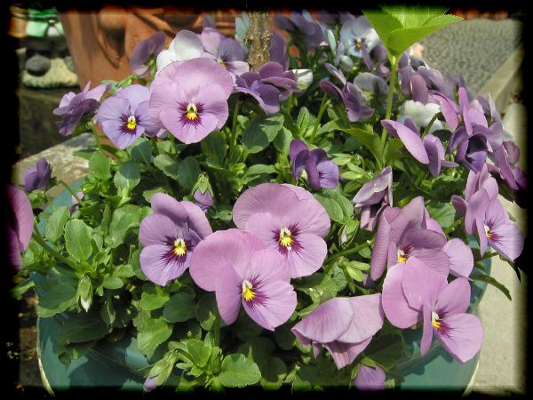 In The Garden 2 12