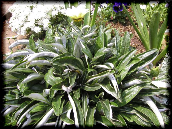 In The Garden 2 13