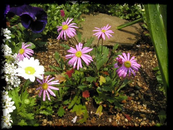 In The Garden 2 14