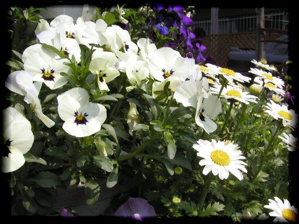 In The Garden 2 15