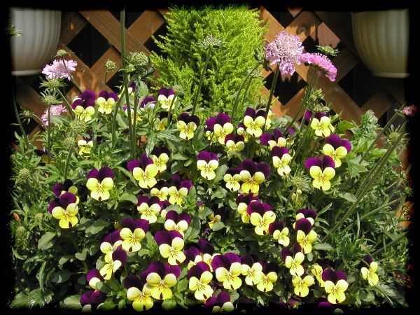 In The Garden 2 18