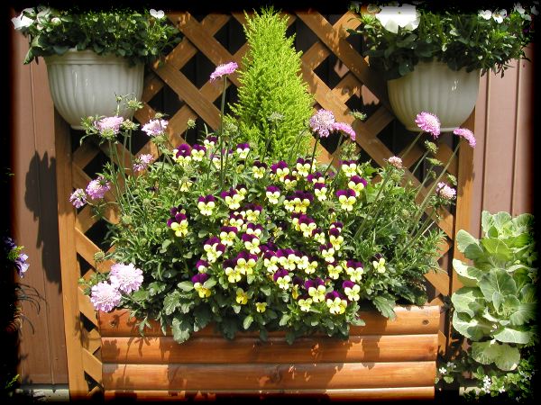 In The Garden 2 19