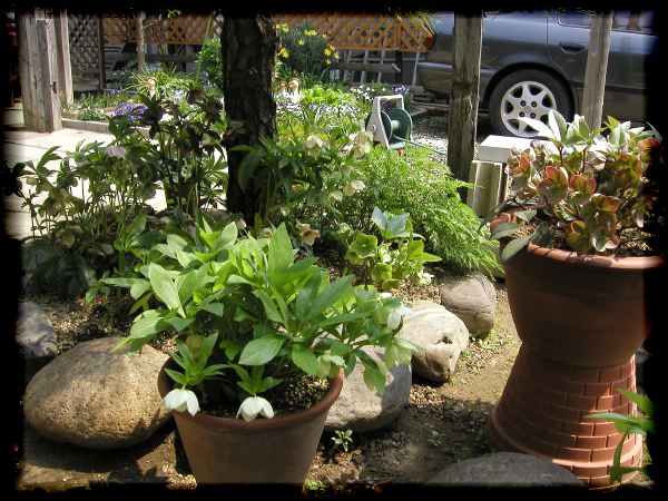 In The Garden 2 20