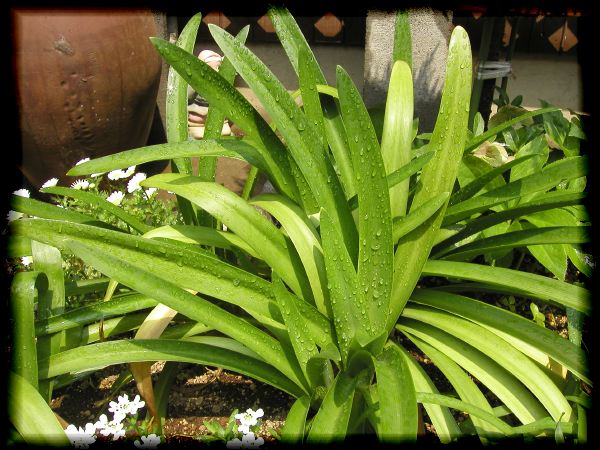 In The Garden 2 22