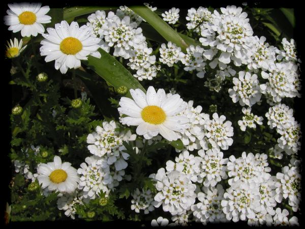 In The Garden 2 23
