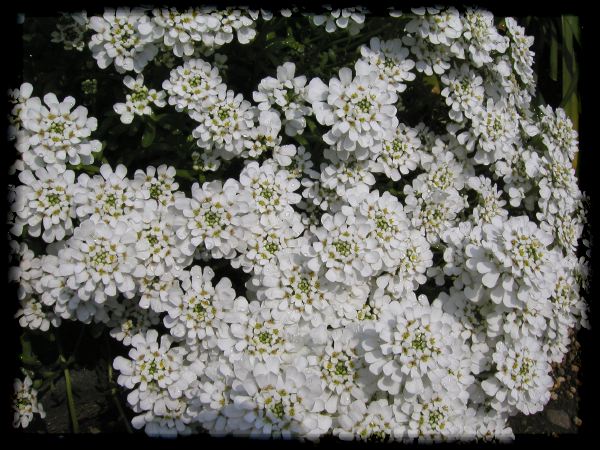 In The Garden 2 24
