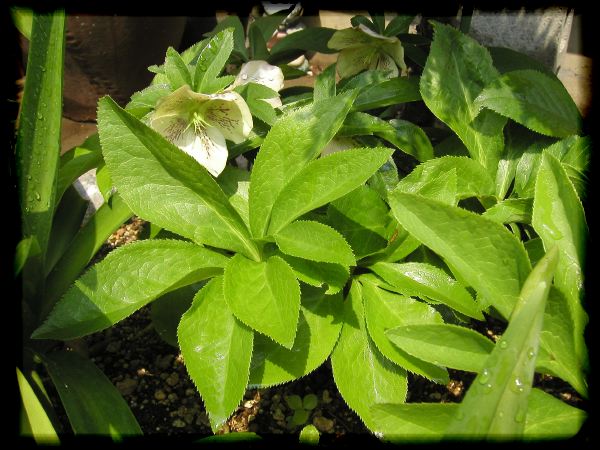 In The Garden 2 25