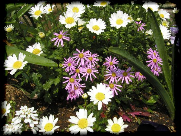 In The Garden 2 26