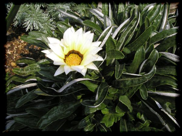 In The Garden 2 27
