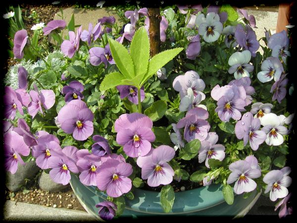 In The Garden 2 28