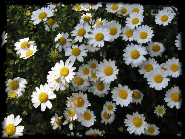 In The Garden 2 29