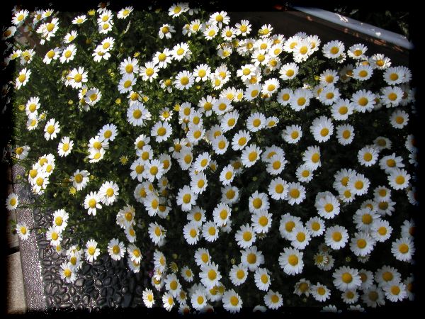 In The Garden 2 30