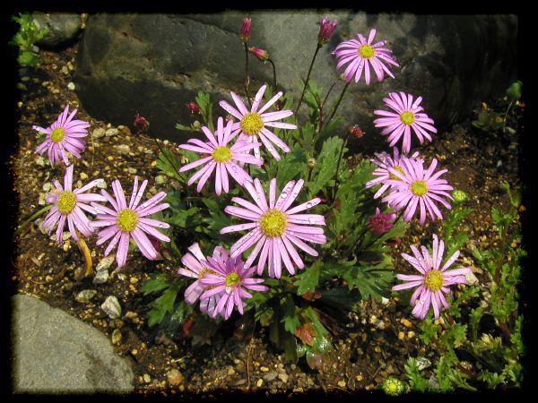 In The Garden 2 33