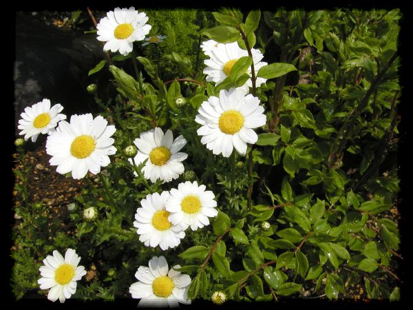 In The Garden 2 34