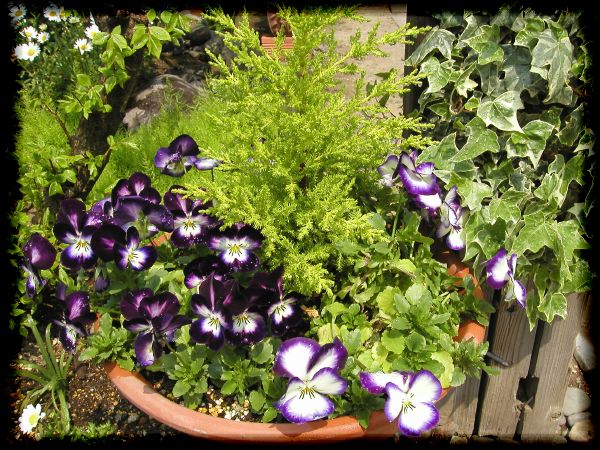 In The Garden 2 35