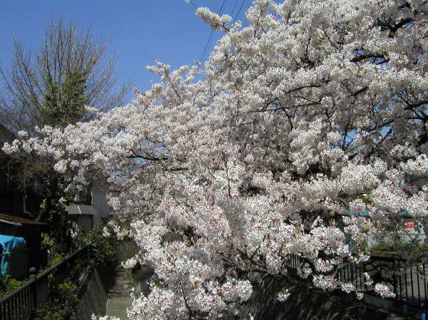 苅宿周辺・桜 2