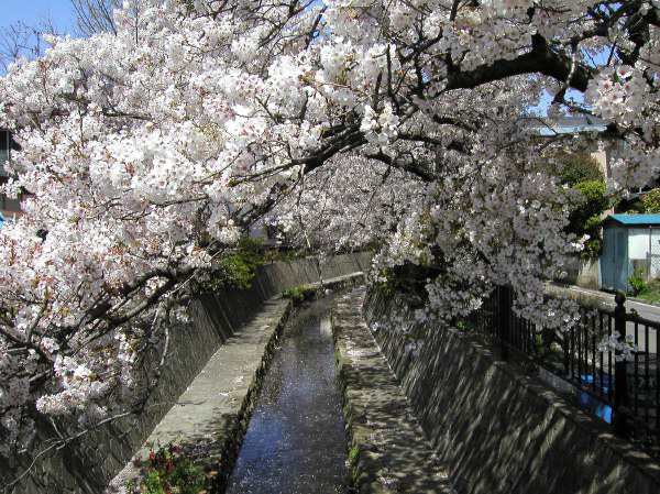 苅宿周辺・桜 3