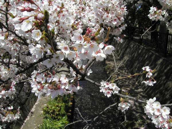 苅宿周辺・桜 4