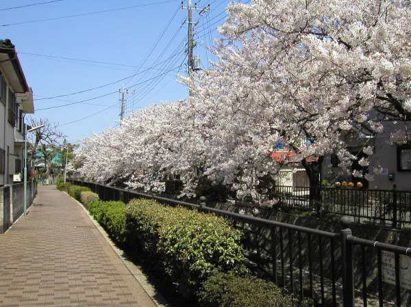 苅宿周辺・桜 5