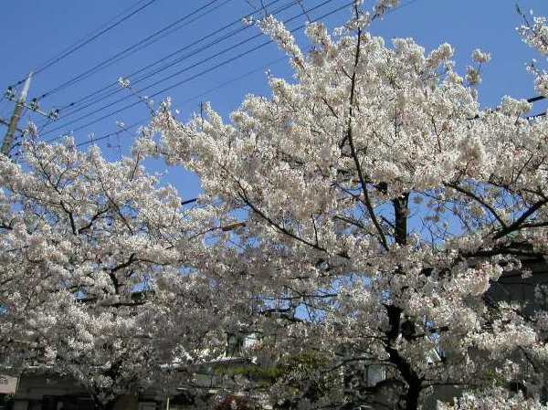 苅宿周辺・桜 6