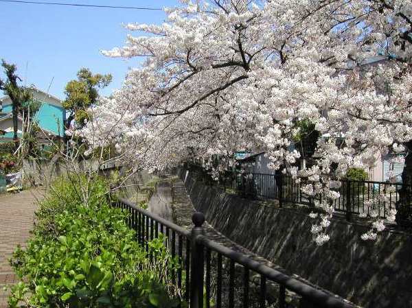 苅宿周辺・桜 7
