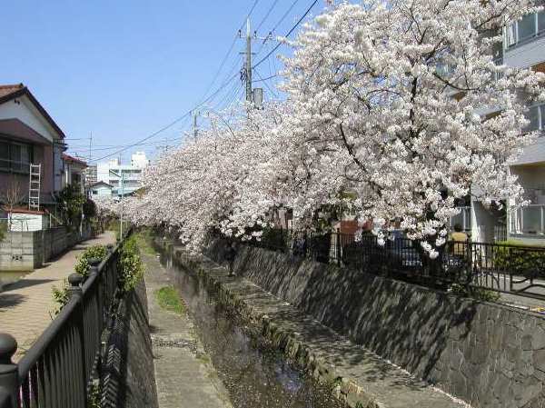 苅宿周辺・桜 8