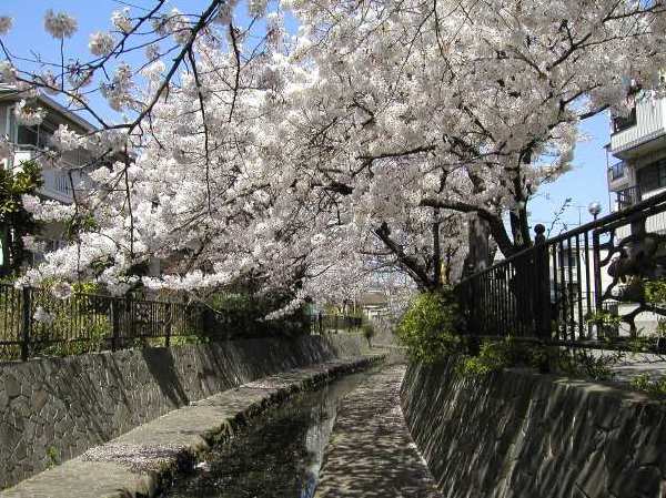 苅宿周辺・桜 9