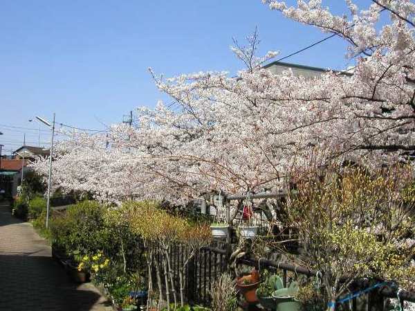 苅宿周辺・桜 10
