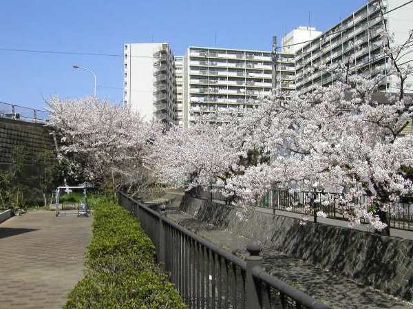 苅宿周辺・桜 11