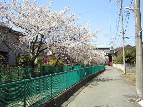 苅宿周辺・桜 12