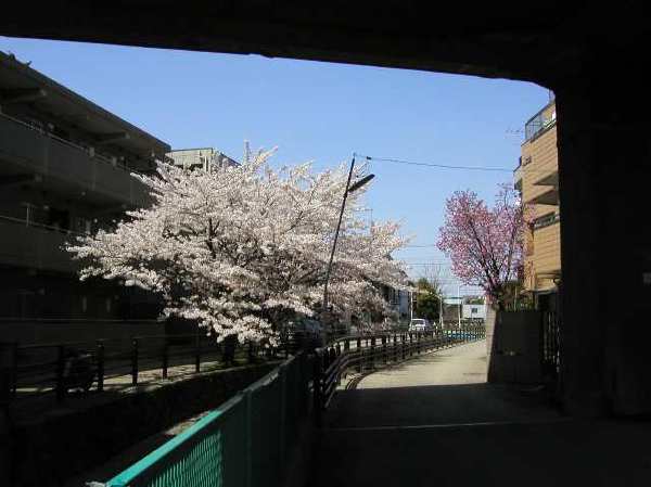 苅宿周辺・桜 13