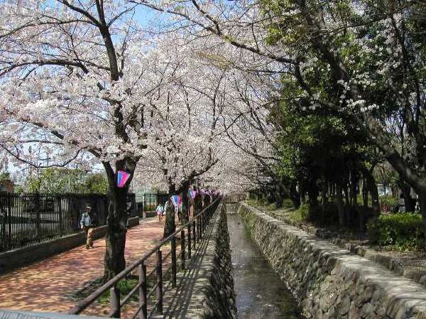 苅宿周辺・桜 14